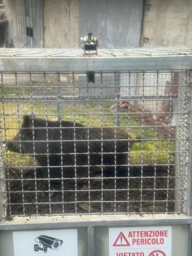 cinghiale
